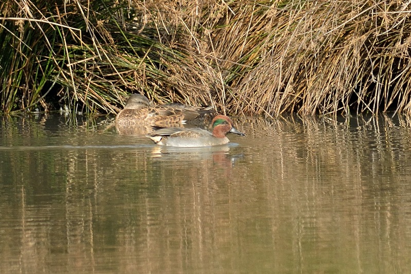 Wintertaling